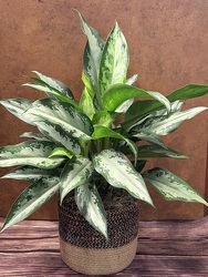 6" GREEN AGLAONEMA  from Redwood Florist in New Brunswick, NJ