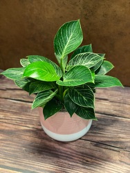 6" BIRKIN PLANT from Redwood Florist in New Brunswick, NJ