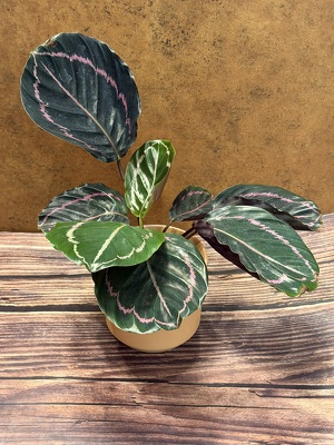 4" CALATHEA IN CERAMIC POT from Redwood Florist in New Brunswick, NJ