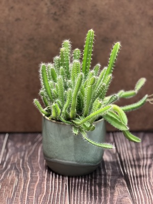 DRAGON FRUIT CACTUS from Redwood Florist in New Brunswick, NJ