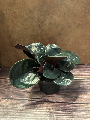 6" GEOGENANTHUS PLANT from Redwood Florist in New Brunswick, NJ