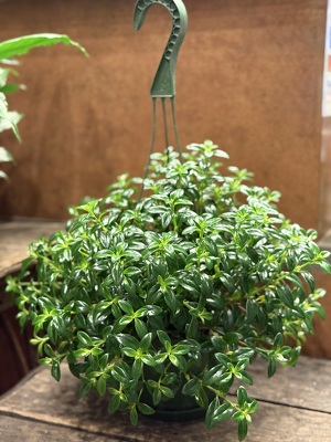 5" GOLD FISH PLANT  from Redwood Florist in New Brunswick, NJ