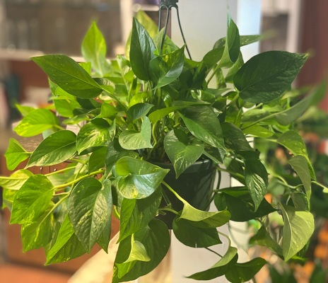 8" HANGING POTHOS from Redwood Florist in New Brunswick, NJ