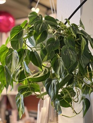 8" HANGING BASKET PHILODENDRON  from Redwood Florist in New Brunswick, NJ