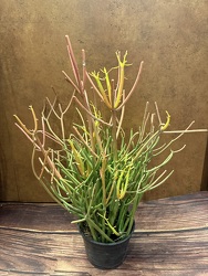 6" PENCIL CACTUS PLANT from Redwood Florist in New Brunswick, NJ