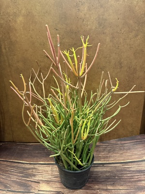 6" PENCIL CACTUS PLANT from Redwood Florist in New Brunswick, NJ