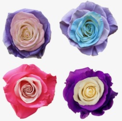 MARSHMALLOW ROSES COLLECTION  from Redwood Florist in New Brunswick, NJ