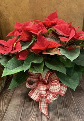 7.5" RED POINSETTIA  from Redwood Florist in New Brunswick, NJ