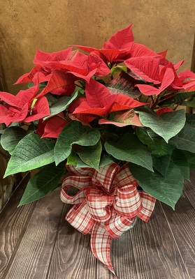 7.5" RED POINSETTIA  from Redwood Florist in New Brunswick, NJ