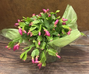 6" BLOOMING CHRISTMAS CACTUS - HOT PINK from Redwood Florist in New Brunswick, NJ