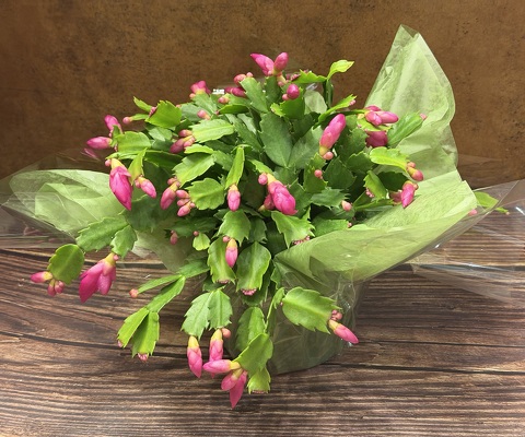 6" BLOOMING CHRISTMAS CACTUS - HOT PINK from Redwood Florist in New Brunswick, NJ