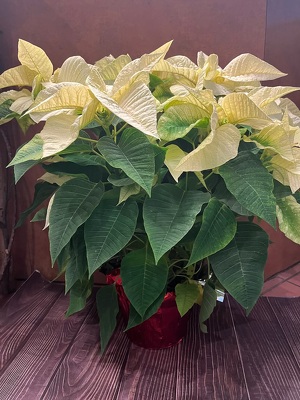 8" WHITE POINSETTIA  from Redwood Florist in New Brunswick, NJ