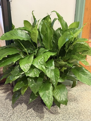 10" SPATH PLANT from Redwood Florist in New Brunswick, NJ