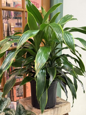 10" DRACENA PLANT from Redwood Florist in New Brunswick, NJ