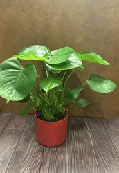 6" MONSTERA PLANT  from Redwood Florist in New Brunswick, NJ