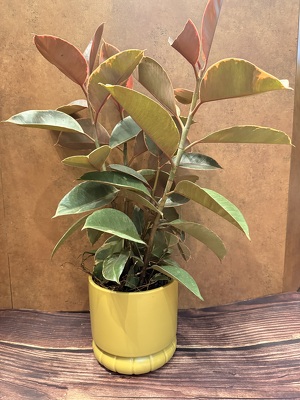 6" RUBBER PLANT WITH CERAMIC POT from Redwood Florist in New Brunswick, NJ