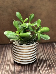 4" JADE IN CERAMIC POT from Redwood Florist in New Brunswick, NJ