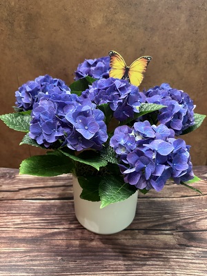 6" BLUE HYDRANGEA  from Redwood Florist in New Brunswick, NJ