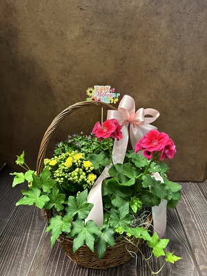 MIXED BLOOMING & GREEN PLANTS IN BASKET from Redwood Florist in New Brunswick, NJ