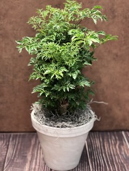 6" MING ARALIA from Redwood Florist in New Brunswick, NJ