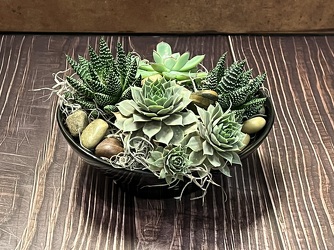 MINI SUCCULENT GARDEN from Redwood Florist in New Brunswick, NJ