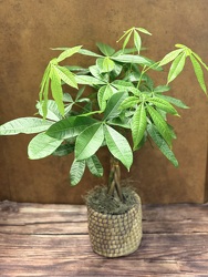 5" MONEY TREE from Redwood Florist in New Brunswick, NJ