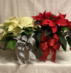 6" POINSETTIA IN WICKER BASKET from Redwood Florist in New Brunswick, NJ