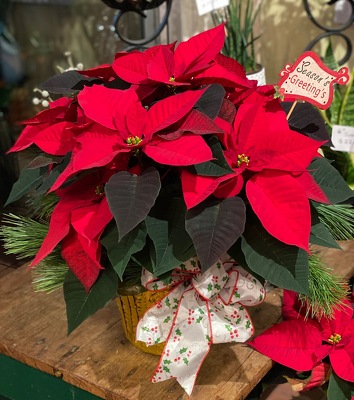7.5" RED OR PINK POINSETTIA  from Redwood Florist in New Brunswick, NJ