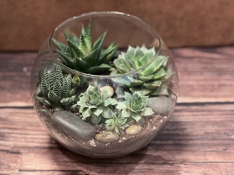 SUCCULENT GARDEN ( BUBBLE BOWL) from Redwood Florist in New Brunswick, NJ