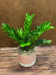 6" ZIZI PLANT WITH CERAMIC POT from Redwood Florist in New Brunswick, NJ