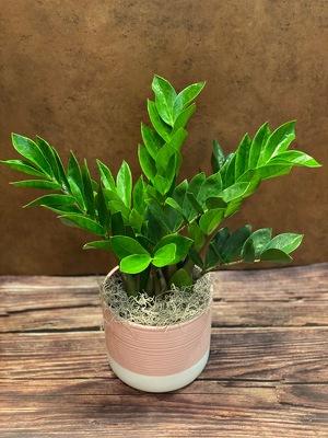 6" ZIZI PLANT WITH CERAMIC POT from Redwood Florist in New Brunswick, NJ
